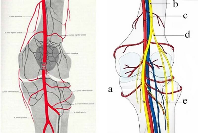 1. Кровопостачання надколінка і колінного суглоба 2. Іннервація a. Литкових нерв b. Великогомілкової нерв c. підколінна артерія / вена d. Загальний малогомілковий нерв e. великогомілковий нерв
