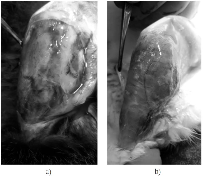 Пошкодження нервово-м’язового апарату при механічно індукованій ішемії кінцівки (експериментальна модель)