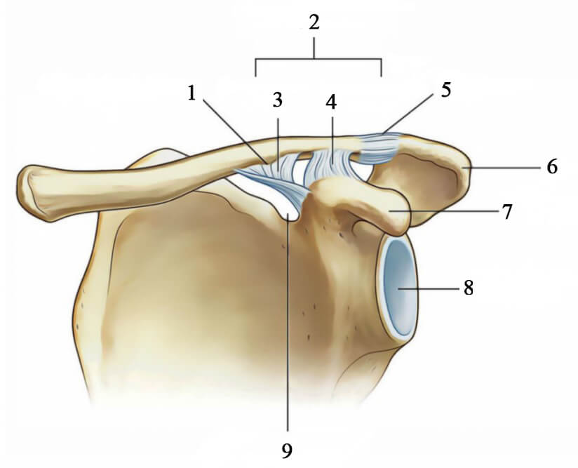1. Конусовидний горбик 2. Клювовидно – ключична зв’язка 3. Конусовидна зв’язка 4. Трапецієподібна зв’язка 5. Капсула АКС 6. Акроміон 7. Клювоподібний відросток 8. Суглобова западина лопатки 9. Надлопаткова ямка